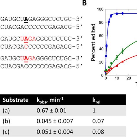 Deamination in the DNA strand of DNA/RNA hybrid duplexes; effects of ...