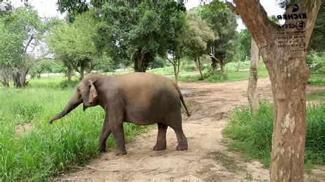 Best Open Park In Sri Lanka Ridiyagama Safari Park Youtube