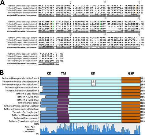 Unique Evolution Of Antiviral Tetherin In Bats Journal Of Virology