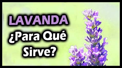 Descobrir 83 Imagen Para Que Sirve La Planta De Lavanda Br