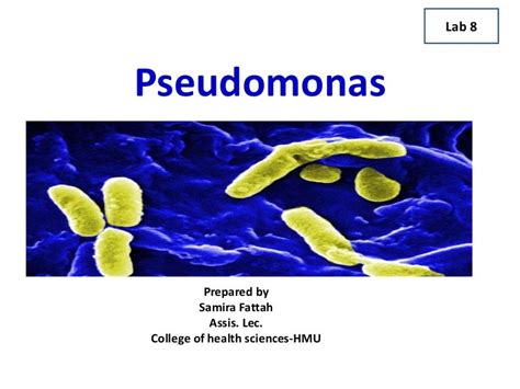 Pseudomonas 