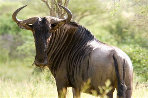 Wildebeest Explore Mister Es Photos On Flickr Mister E H Flickr