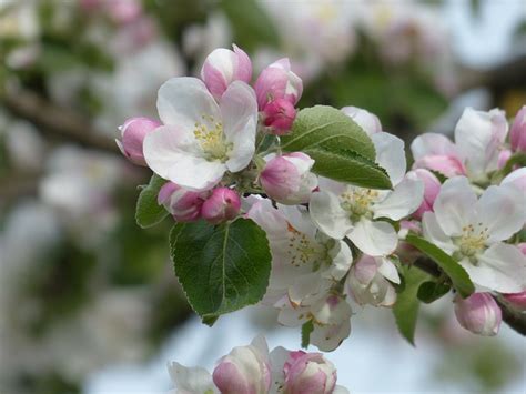 Free photo: Apple Blossom, Apple Tree, Blossom - Free Image on Pixabay - 116296