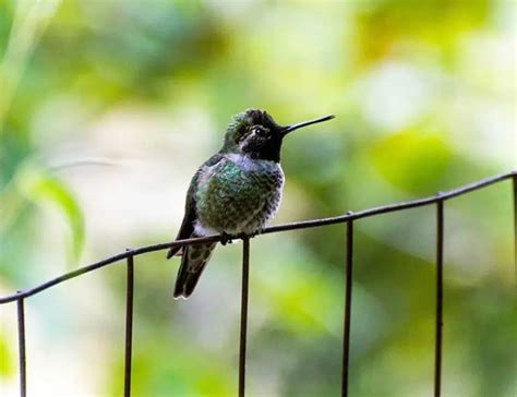 The Worlds Smallest Bird And 6 Of The Smallest Birds