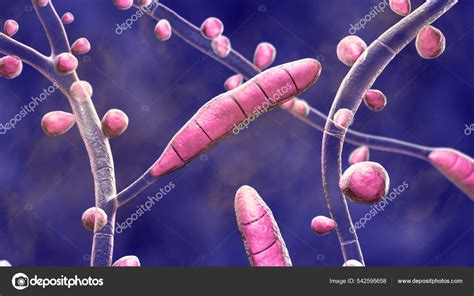 Fungus Trichophyton Rubrum Illustration Showing Macroconidia