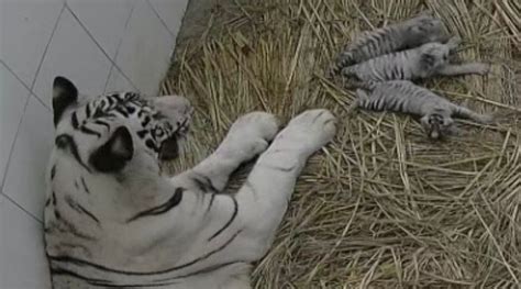 White tiger cub born at Delhi zoo in Aug dies, another shows similar ...