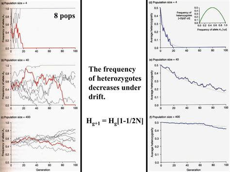 Ppt Evolution By Genetic Drift Main Points P 231 Powerpoint Presentation Id1784500