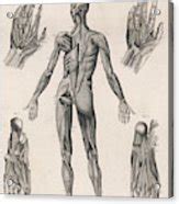 A Human Body Showing The Muscles Drawing By Mary Evans Picture Library