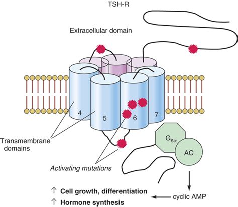 Thyrotropin Receptor Alchetron The Free Social Encyclopedia