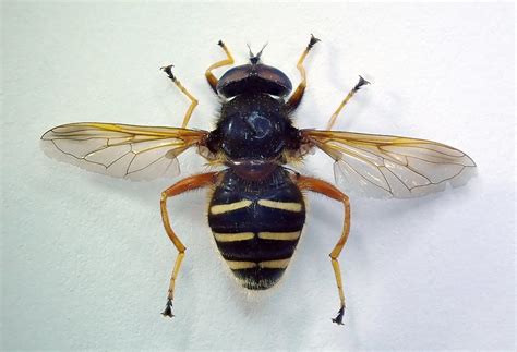 Sericomyia Lappona Pinned Male Sutton Park Birmingham 1 Flickr