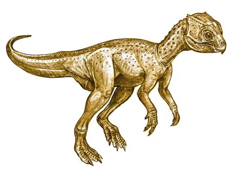 Chaoyangsaurus Pictures & Facts - The Dinosaur Database