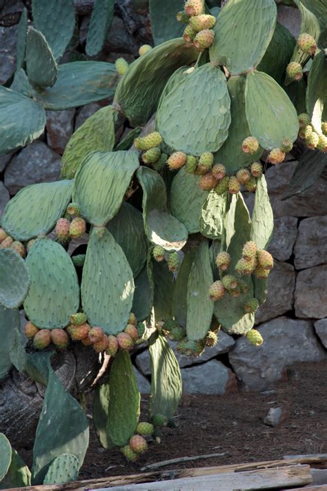 Free Images Leaf Flower Food Mediterranean Produce Botany Flora