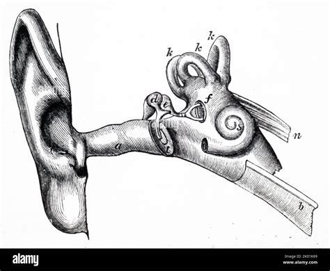 Ear diagram hi-res stock photography and images - Alamy