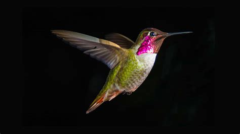 Hummingbird UHD 4K Wallpaper | PIxelz