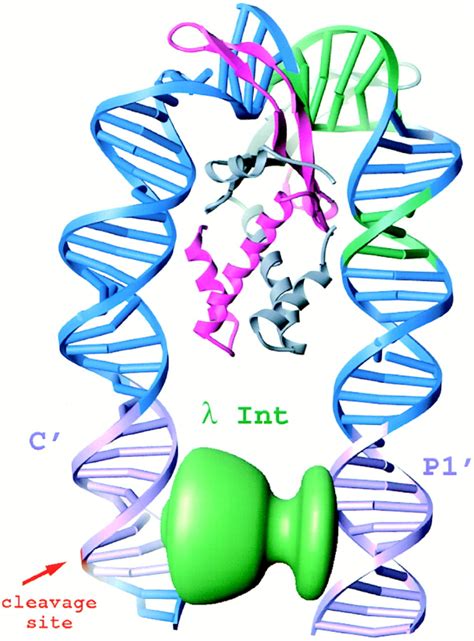 Crystal Structure Of An IHF DNA Complex A Protein Induced DNA U Turn Cell