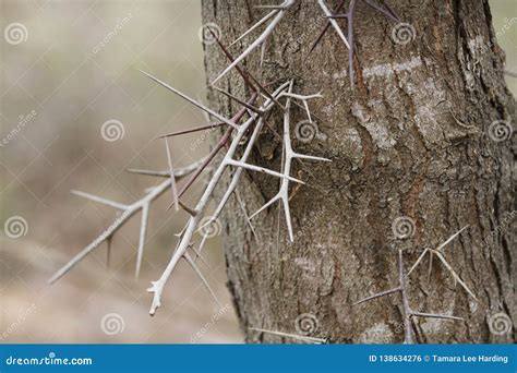 honey locust tree bark  thorns closeup stock photo image  trunk