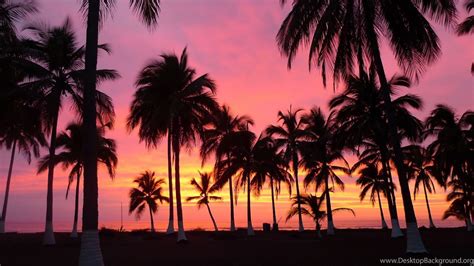 X Beach Sunset Palm Tree Tumblr Desktop Fondo De Tumblr Tumblr