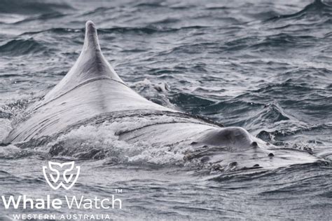 Humpback Whales Meet In Augusta Whale Watch Western Australia