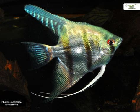 X Skalar Blue Pearl Pterophyllum Scalare Dnz S Damerika