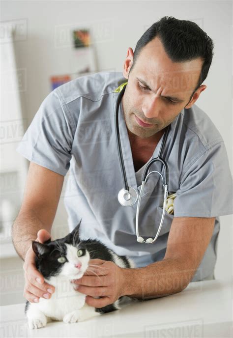 Vet Examining Cat In Pet Clinic Stock Photo Dissolve