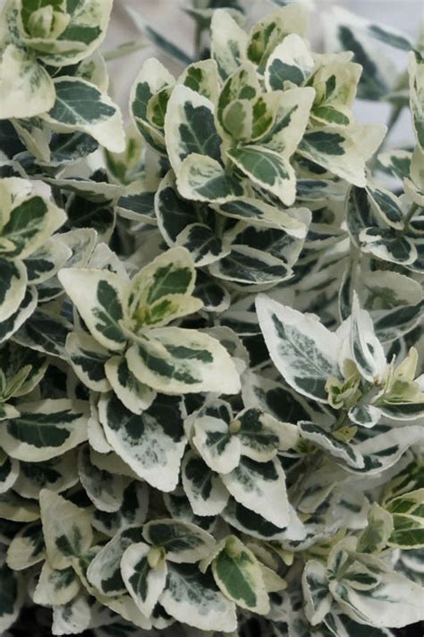 Buy Dan S Delight Wintercreeper Euonymus FREE SHIPPING Wilson Bros