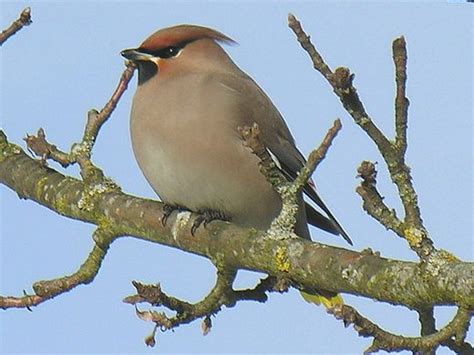 Svirbeliniai | Wikiwand | Animals, Bird