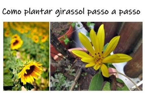 Como Plantar Girassol Passo A Passo Receita Do Dia