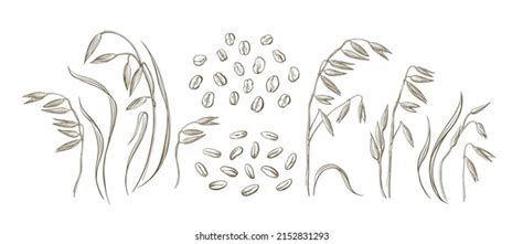 Oat Plant Sketch Set Hand Draw Stock Vector Royalty Free 2152831293 Shutterstock