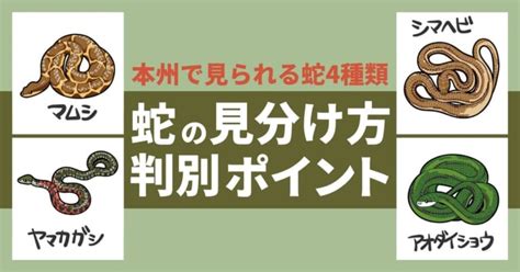 【画像あり】蛇の種類と見分け方｜本州でよく見られる4種類の特徴 害獣駆除110番