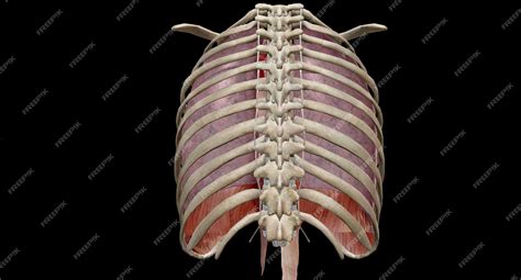Premium Photo Your Thoracic Cavity Is A Space In Your Chest That