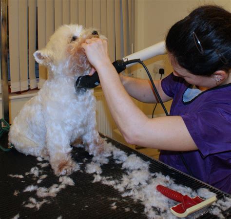 Contact Me Beckys Professional Dog Grooming