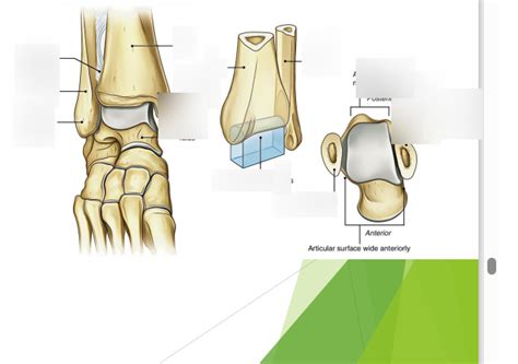 articular surfaces tibial diagram quizlet