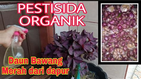 Cara Membuat Pestisida Organik Bahan Dapur Di Rumah Youtube