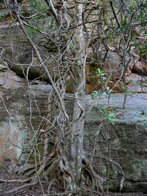 Ferntree Gully Circuit Near Rylstone Nsw Hiking Scenery