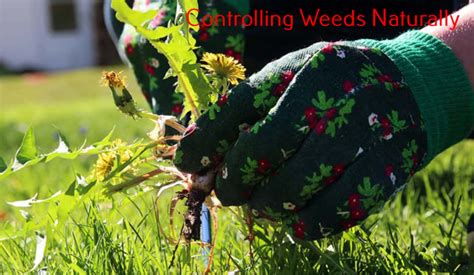 How To Get Rid Of Weeds Without Killing Grass Effective Ways