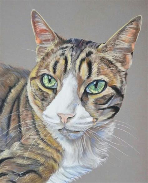 Pas à pas Portrait de chat tigré aux pastels secs par Cindy Barillet