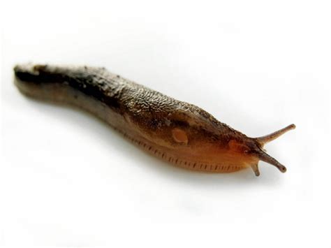 slugs squish stomp sling  stalk oregonlivecom