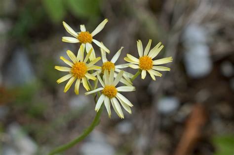 Tephroseris Integrifolia Subsp Kirilowii Takashi