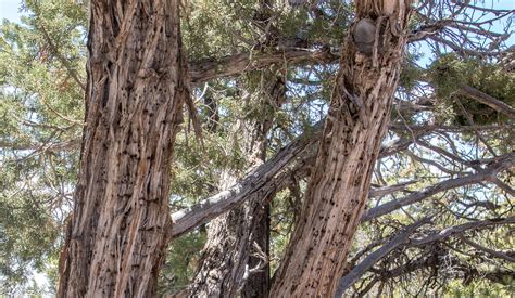 North Rim Of The Grand Canyon Woodpecker Stash Tree Flickr