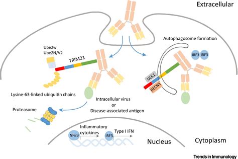 Trim21 And The Function Of Antibodies Inside Cells Trends In Immunology