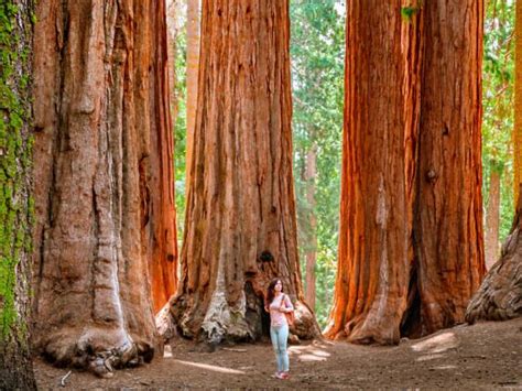 Visiting The Worlds Tallest Tree Can Now Result In A 5000 Fine Plus