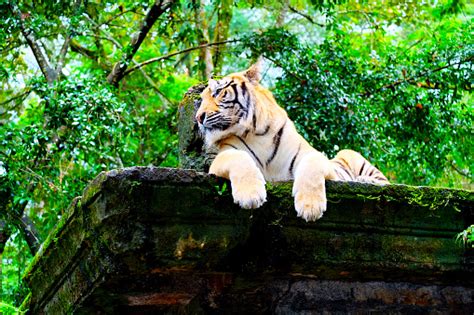 Potrait Tiger In The Jungle Stock Photo Download Image Now Animal