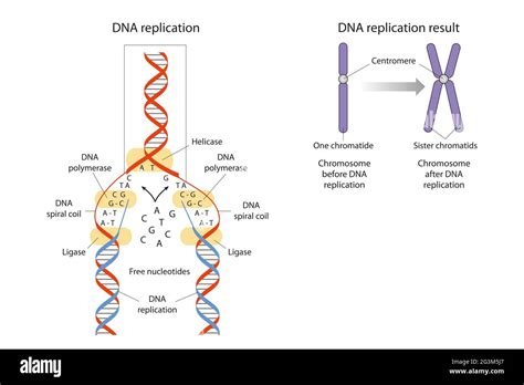 DNA Replication Is The Biological Process Of Producing Two Identical