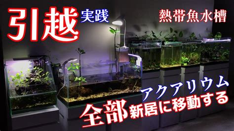 【アクアリウム熱帯魚水槽引越しの仕方】8台の熱帯魚水槽の引越をしたらかなり大変だった想定外の出来事が重なり、必死な状態になるも何とか新居に