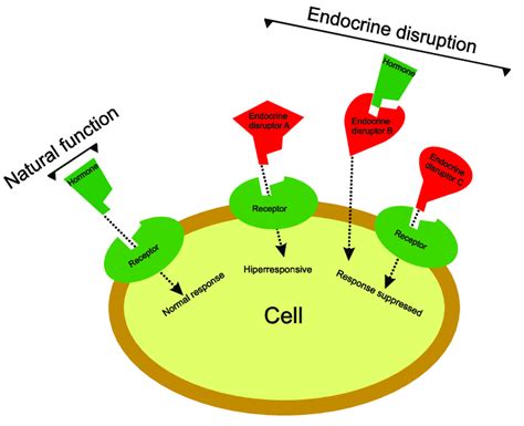 Main Mechanisms Of Endocrine Disruption This Process Might Be