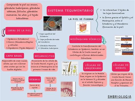 Sistema Tegumentario y Sistema Muscular Histología Embriología