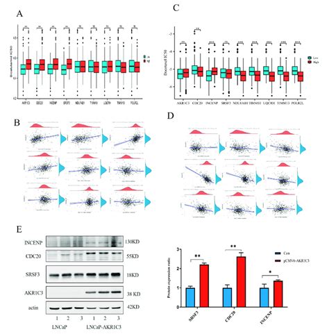 Drug Sensitivity Analysis Of Akr C Related Risk Genes A The