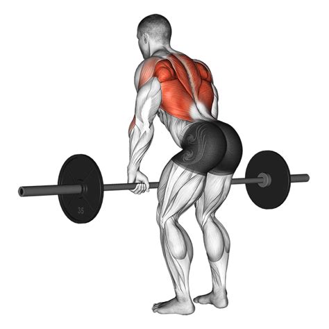 Barbell Bent Over Row • Uitvoering En Uitleg • Menspower