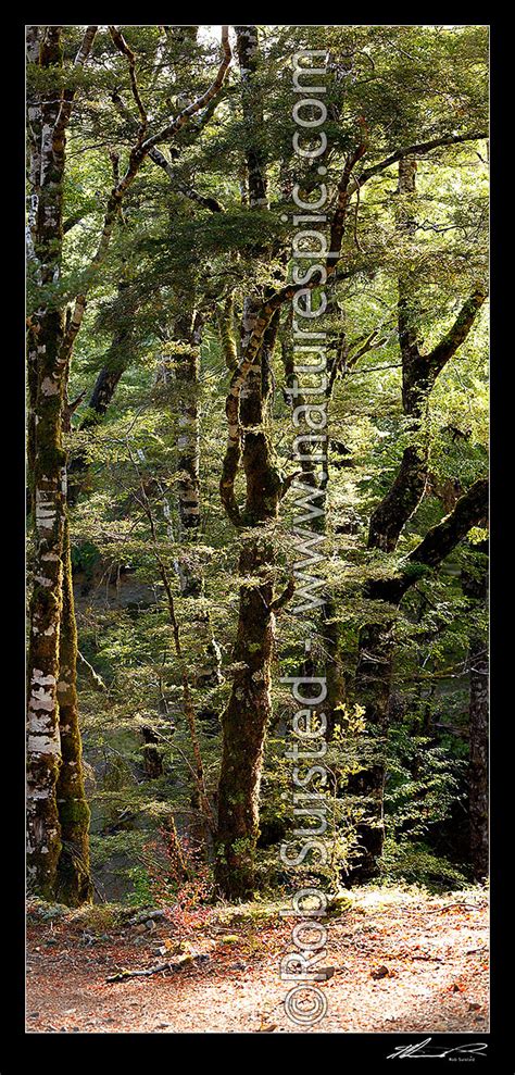 Red Beech Forest Interior Trees Trunks And Leaves Fuscospora Fusca