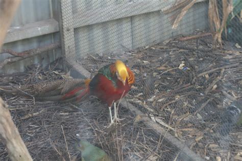 Golden Pheasant male - ZooChat